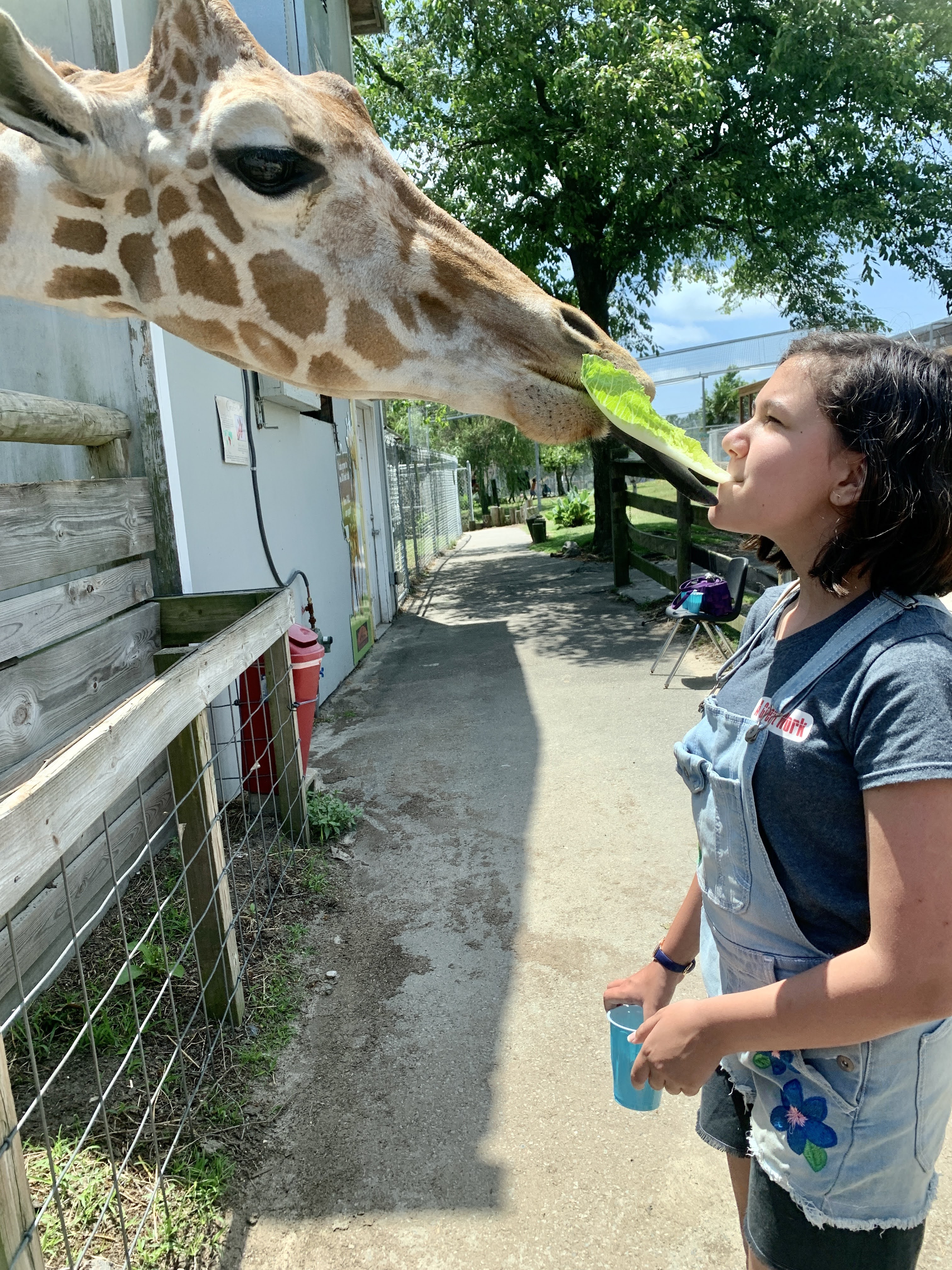 Aloha Zoo